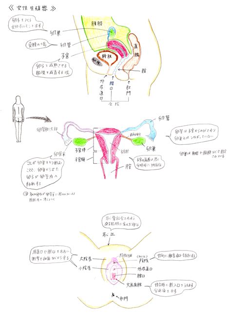 真人陰唇|女性陰部解剖構造